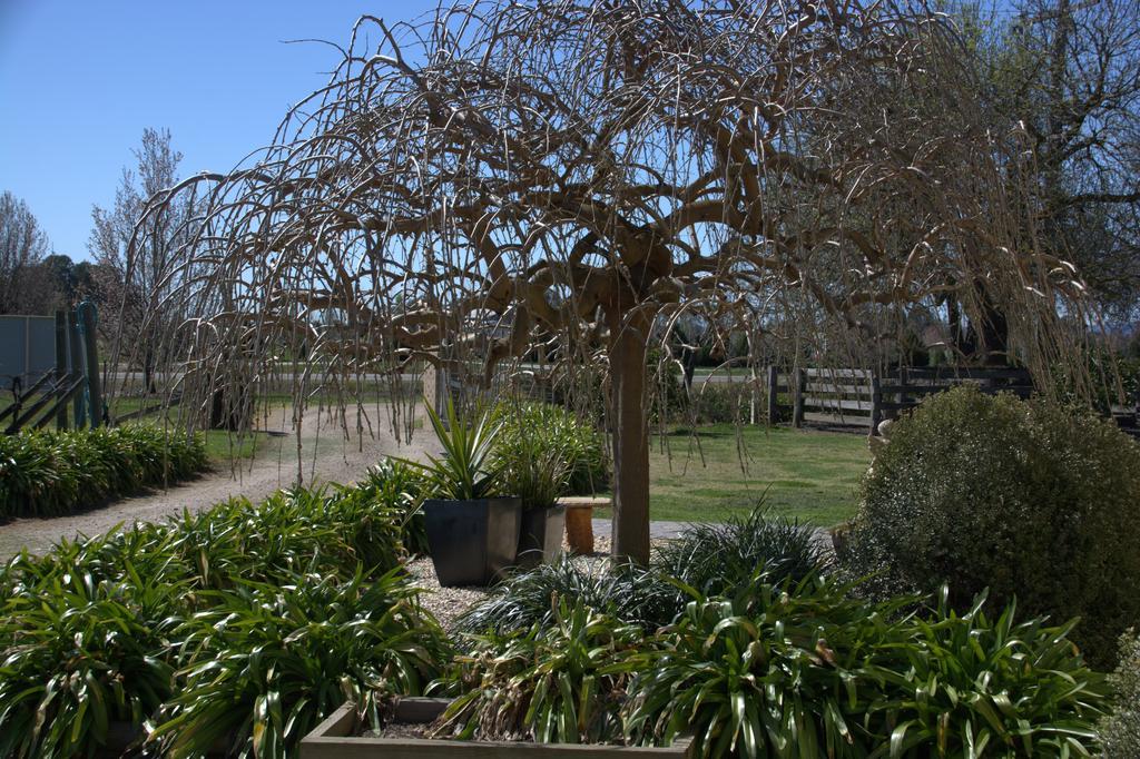 Milawa Muscat Retreat B&B Exterior foto
